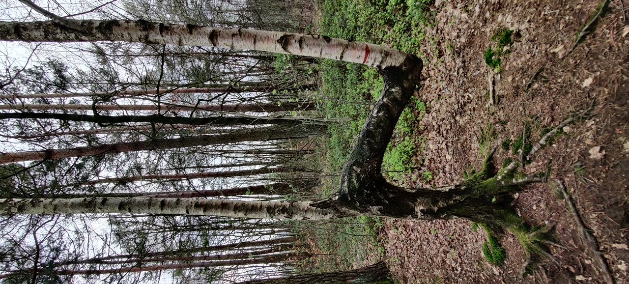 Zen.nl, Zen, meditatie, leren mediteren, foto